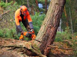 Tree and Shrub Care in Tye, TX