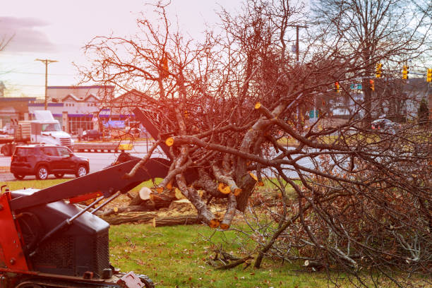 Trusted Tye, TX Tree Care Experts